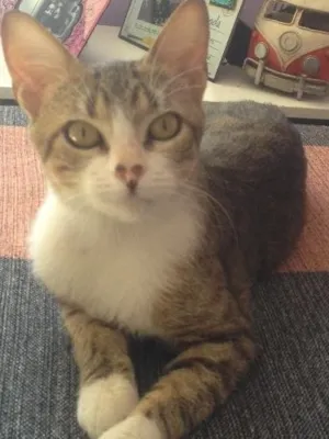 Gato raça SRD idade 7 a 11 meses nome Leleco