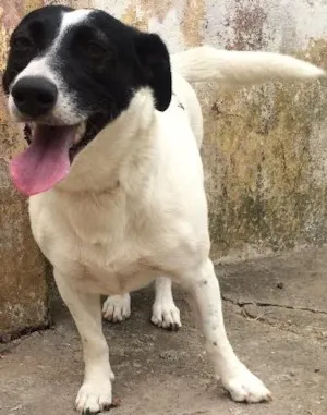 Cachorro raça Vira-lata  idade  nome Vitória 
