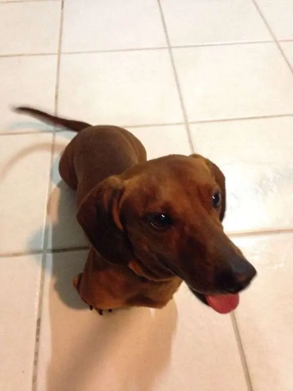 Cachorro ra a Basset-Cofap idade 6 ou mais anos nome DODY GRATIFICA