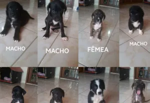 Cachorro raça RND idade 2 a 6 meses nome sem nome