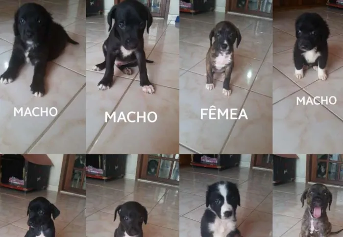 Cachorro ra a RND idade 2 a 6 meses nome sem nome