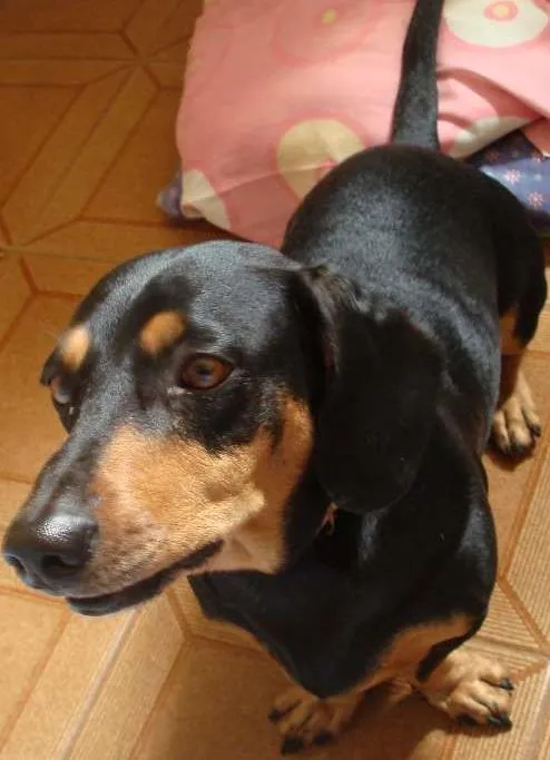 Cachorro ra a Cocker idade 6 ou mais anos nome Scubidu