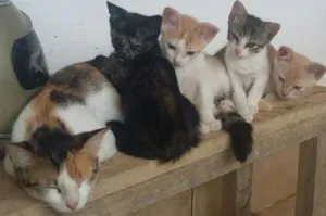 Gato raça SRD idade Abaixo de 2 meses nome Sem nome
