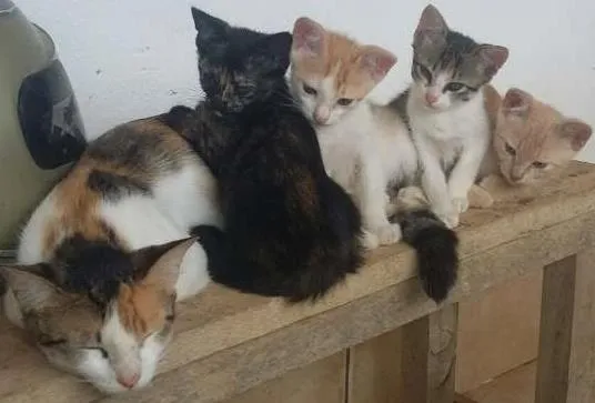 Gato raça SRD idade Abaixo de 2 meses nome Sem nome