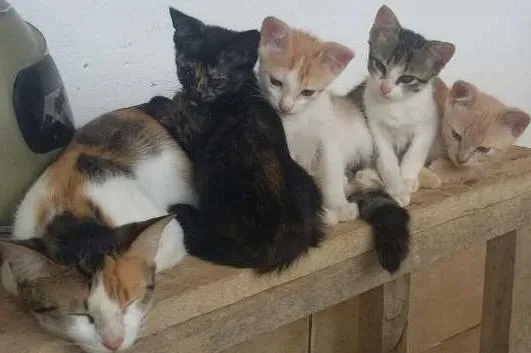 Gato raça SRD idade 2 a 6 meses nome Sem nome