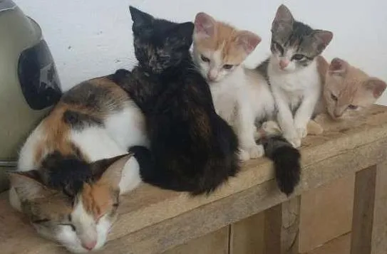 Gato raça SRD idade 2 a 6 meses nome Sem nome