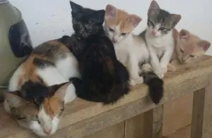 Gato raça SRD idade 2 a 6 meses nome Sem nome