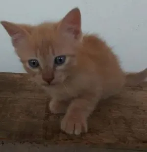 Gato raça Sem raça idade 2 a 6 meses nome Sem nome