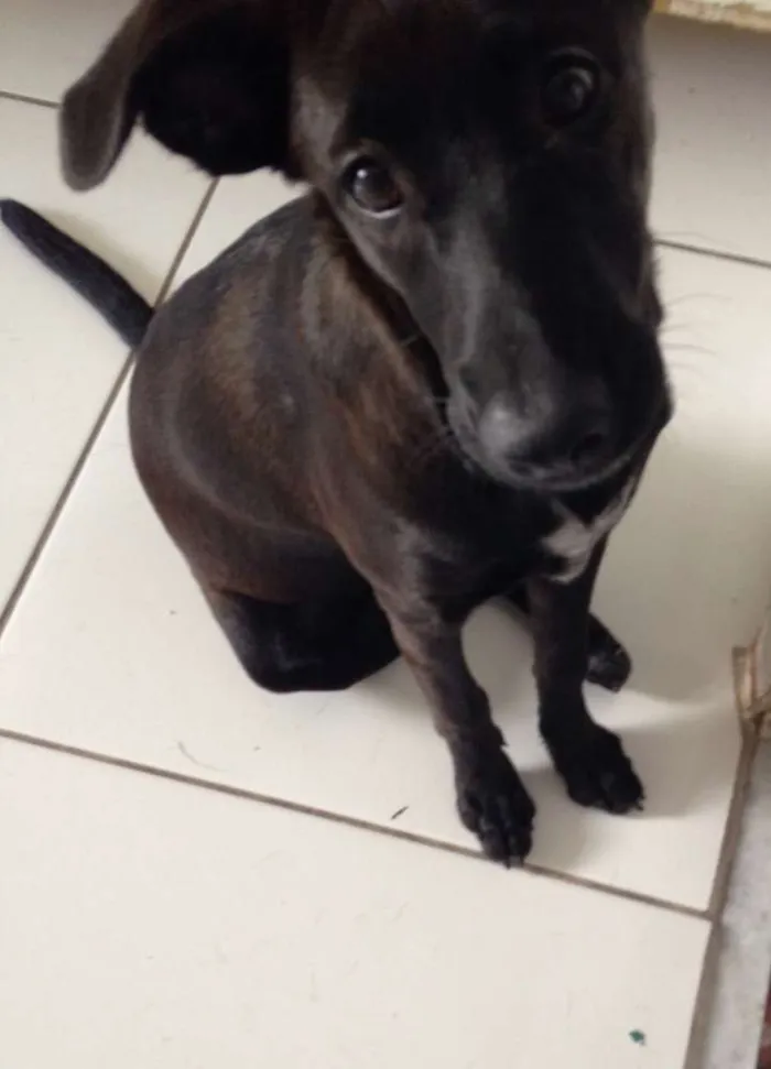 Cachorro ra a Labrador com viralata idade 2 a 6 meses nome KETY