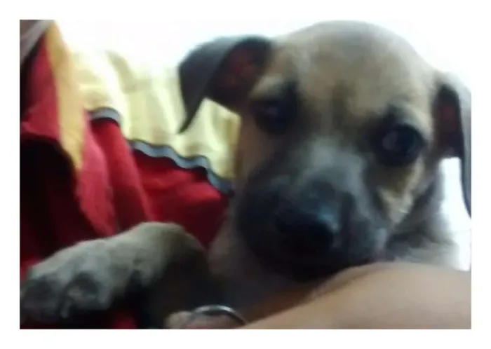 Cachorro ra a Srd idade Abaixo de 2 meses nome Picuxo