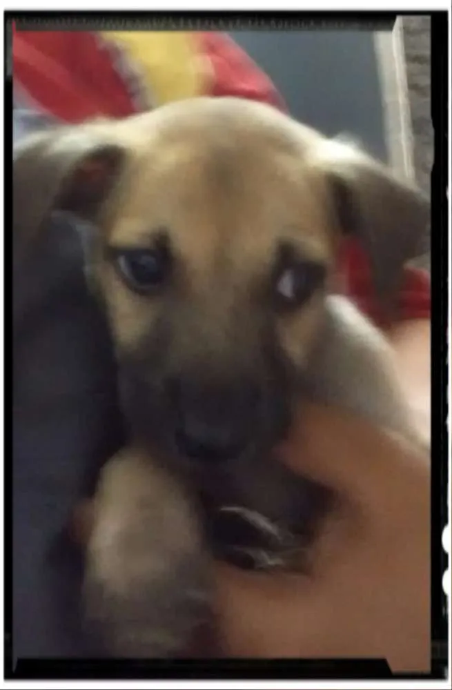 Cachorro ra a Srd idade Abaixo de 2 meses nome Picuxo