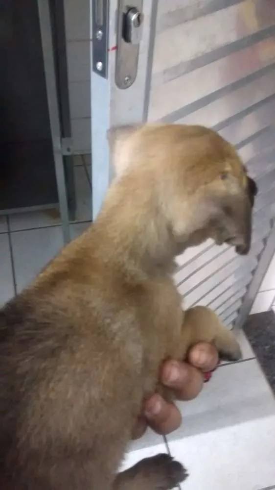Cachorro ra a Srd idade Abaixo de 2 meses nome Picuxo