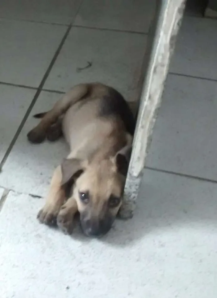 Cachorro ra a Srd idade Abaixo de 2 meses nome Picuxo