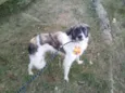 Lobo