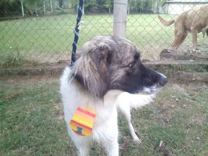 Cachorro ra a Srd idade 1 ano nome Lobo