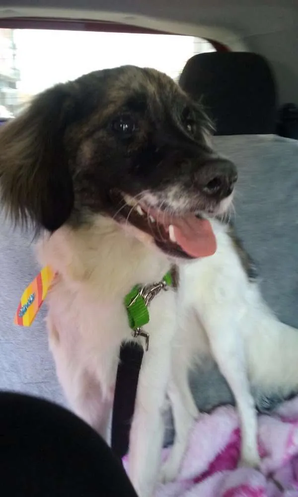 Cachorro ra a Srd idade 1 ano nome Lobo