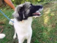 Lobo