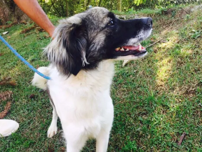 Cachorro ra a Srd idade 1 ano nome Lobo