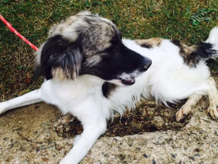 Cachorro ra a Srd idade 1 ano nome Lobo