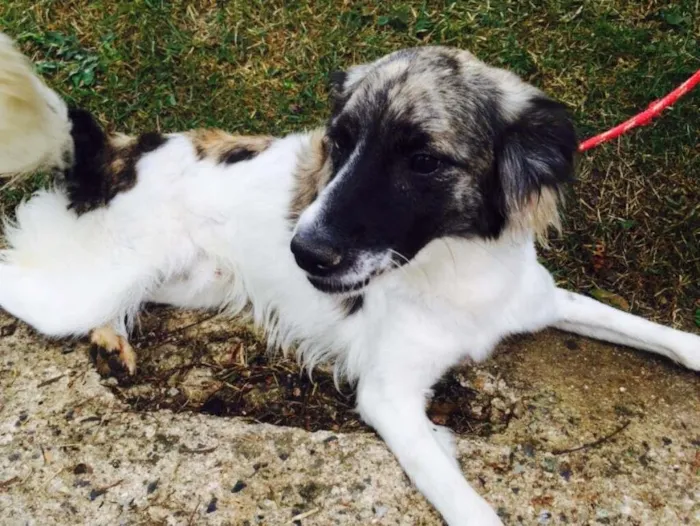 Cachorro ra a Srd idade 1 ano nome Lobo
