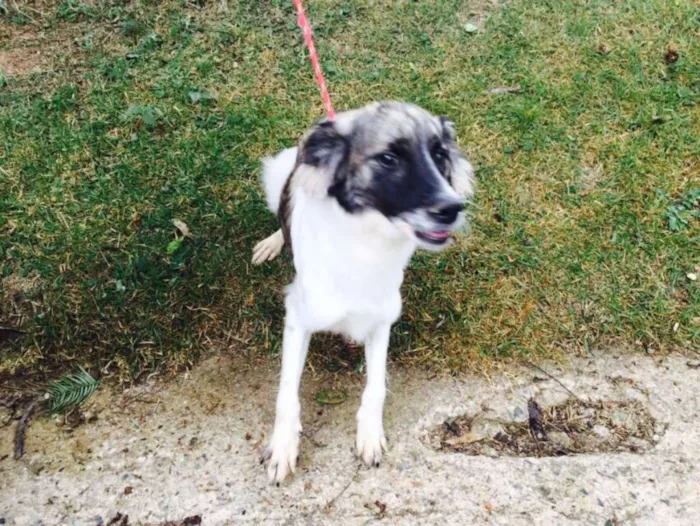 Cachorro ra a Srd idade 1 ano nome Lobo