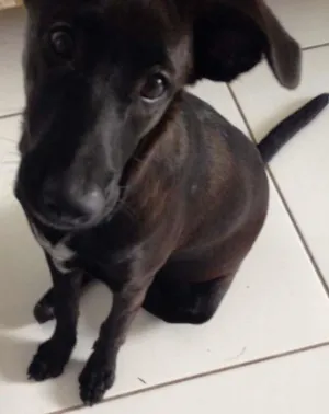Cachorro raça Labrador com viralata idade 2 a 6 meses nome KETY