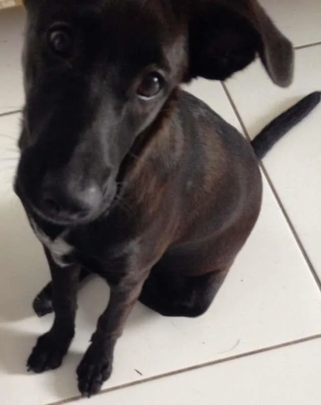 Cachorro ra a Labrador com viralata idade 2 a 6 meses nome KETY