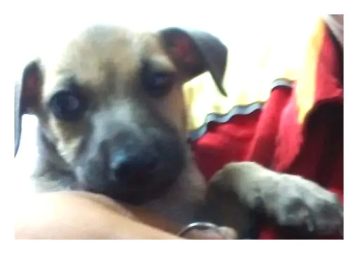 Cachorro ra a Srd idade Abaixo de 2 meses nome Picuxo