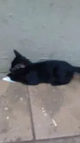 Gatos