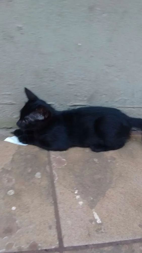 Gato ra a  idade 2 a 6 meses nome Gatos