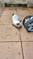 Gatos