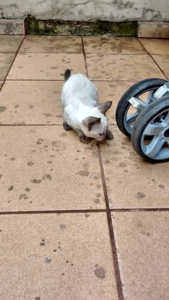 Gato ra a  idade 2 a 6 meses nome Gatos