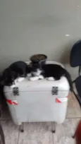 Gatos