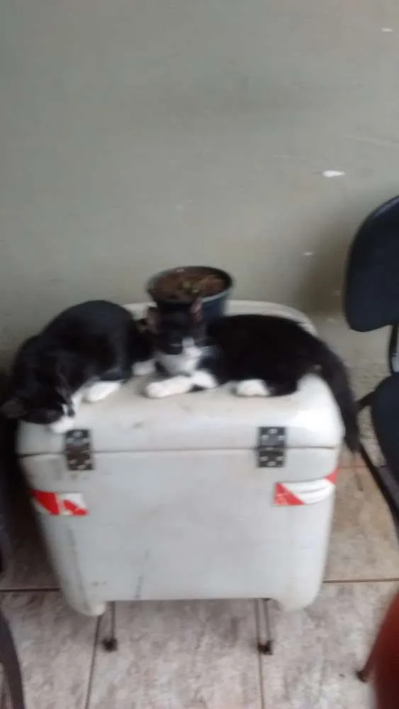 Gato ra a  idade 2 a 6 meses nome Gatos