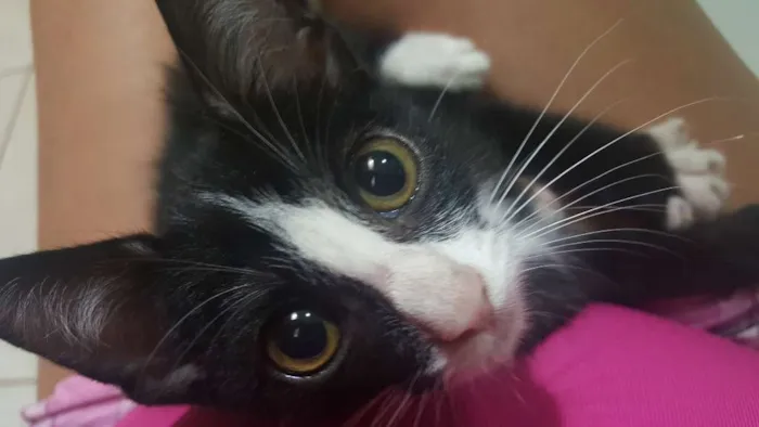 Gato ra a  idade 2 a 6 meses nome Adoção de um lindo 