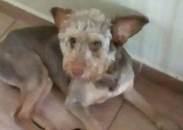 Cachorro ra a poodle mix idade  nome SNOOP