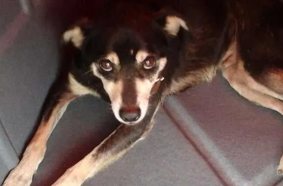 Cachorro ra a mix pincher idade 1 ano nome Tony