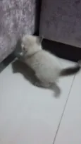 Romeo