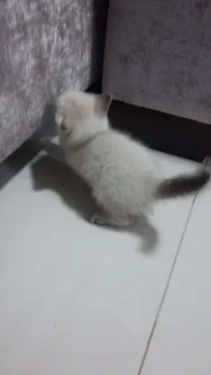 Gato raça SRD idade 2 a 6 meses nome Romeo