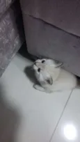 Romeo