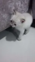 Romeo