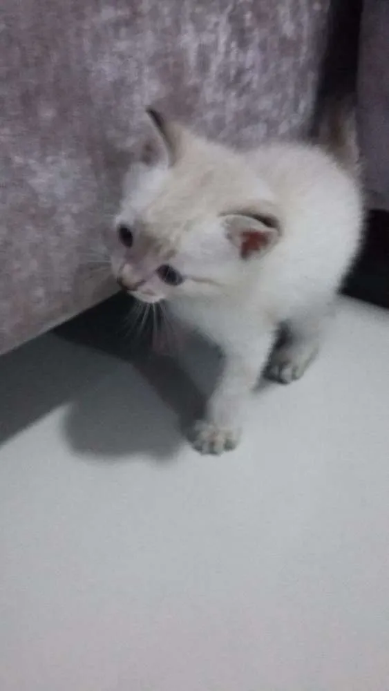 Gato ra a SRD idade 2 a 6 meses nome Romeo