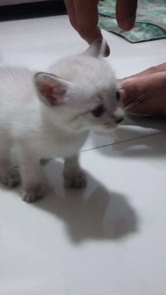 Gato ra a SRD idade 2 a 6 meses nome Romeo