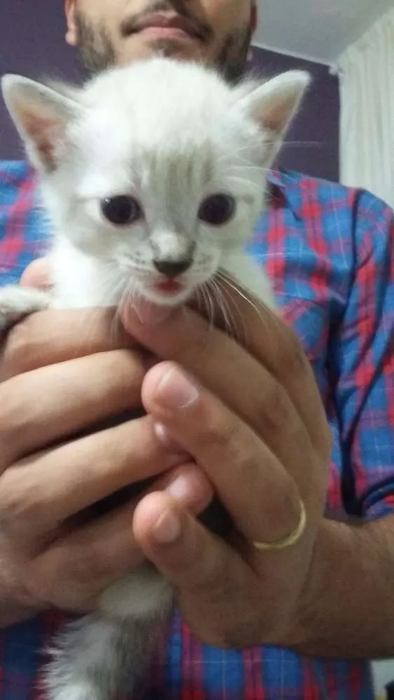 Gato ra a SRD idade 2 a 6 meses nome Romeo
