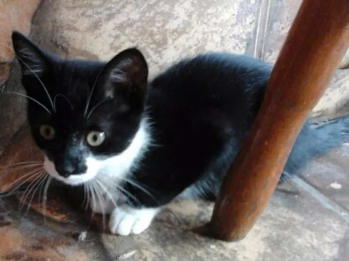 Gato ra a vira-lata idade 2 a 6 meses nome sem nome