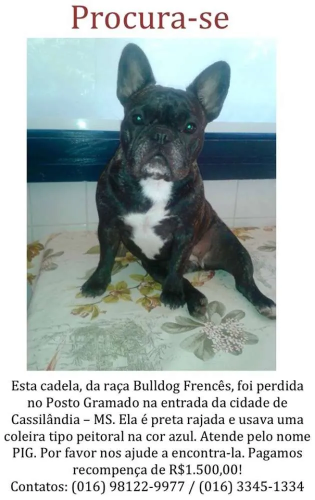 Cachorro ra a Bulldog Frances idade 2 anos nome PIG GRATIFICA