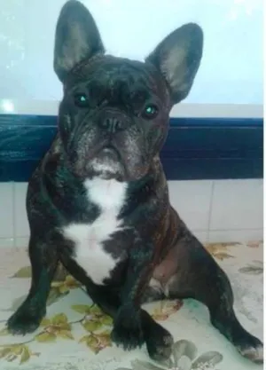 Cachorro raça Bulldog Frances idade 2 anos nome PIG GRATIFICA