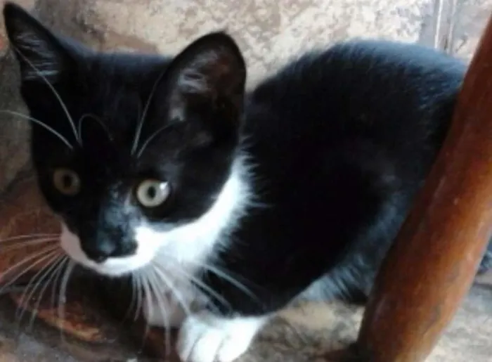 Gato ra a vira-lata idade 2 a 6 meses nome sem nome