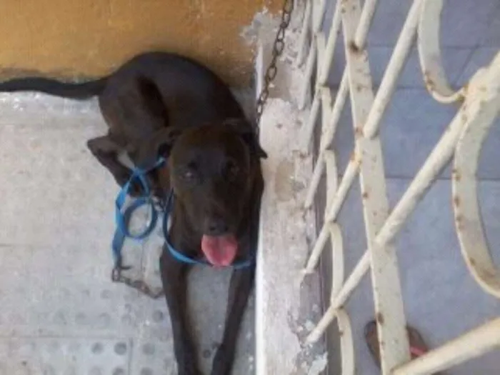 Cachorro ra a vila lata idade 4 anos nome Scoob