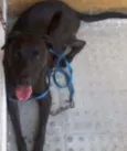 Scoob